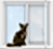 anitcat.png